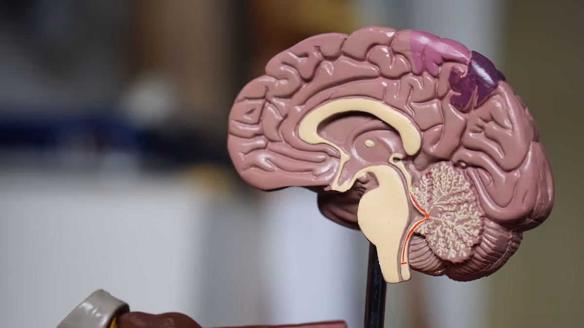 Modelo anatômico do cérebro humano em foco seletivo