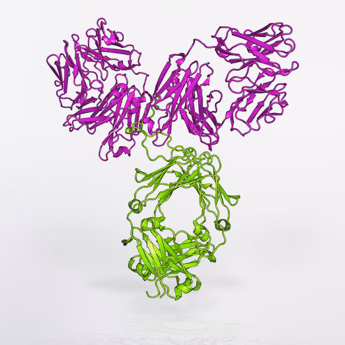 Modelo artístico tridimensional de anticorpo VRC01, criado pelo Instituto Nacional de Alergia e Doenças Infecciosas dos EUA (NIAID). Estrutura em fio roxo e verde sobre fundo branco. Modelo artístico tridimensional de anticorpo VRC01, criado pelo Instituto Nacional de Alergia e Doenças Infecciosas dos EUA (NIAID). Estrutura em fio roxo e verde sobre fundo branco.