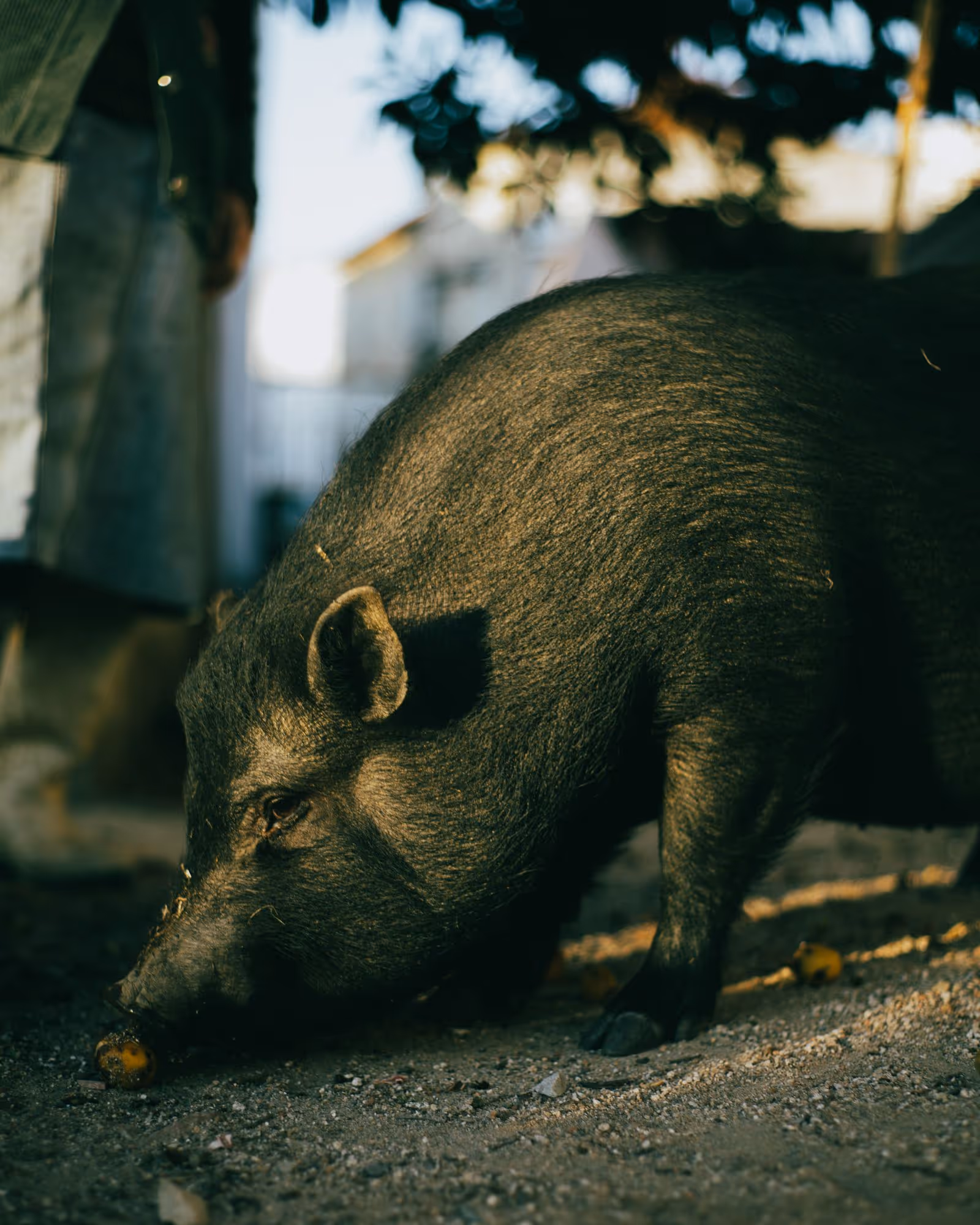 Porco de pelagem escura visto de perto em uma área externa Porco de pelagem escura visto de perto em uma área externa
