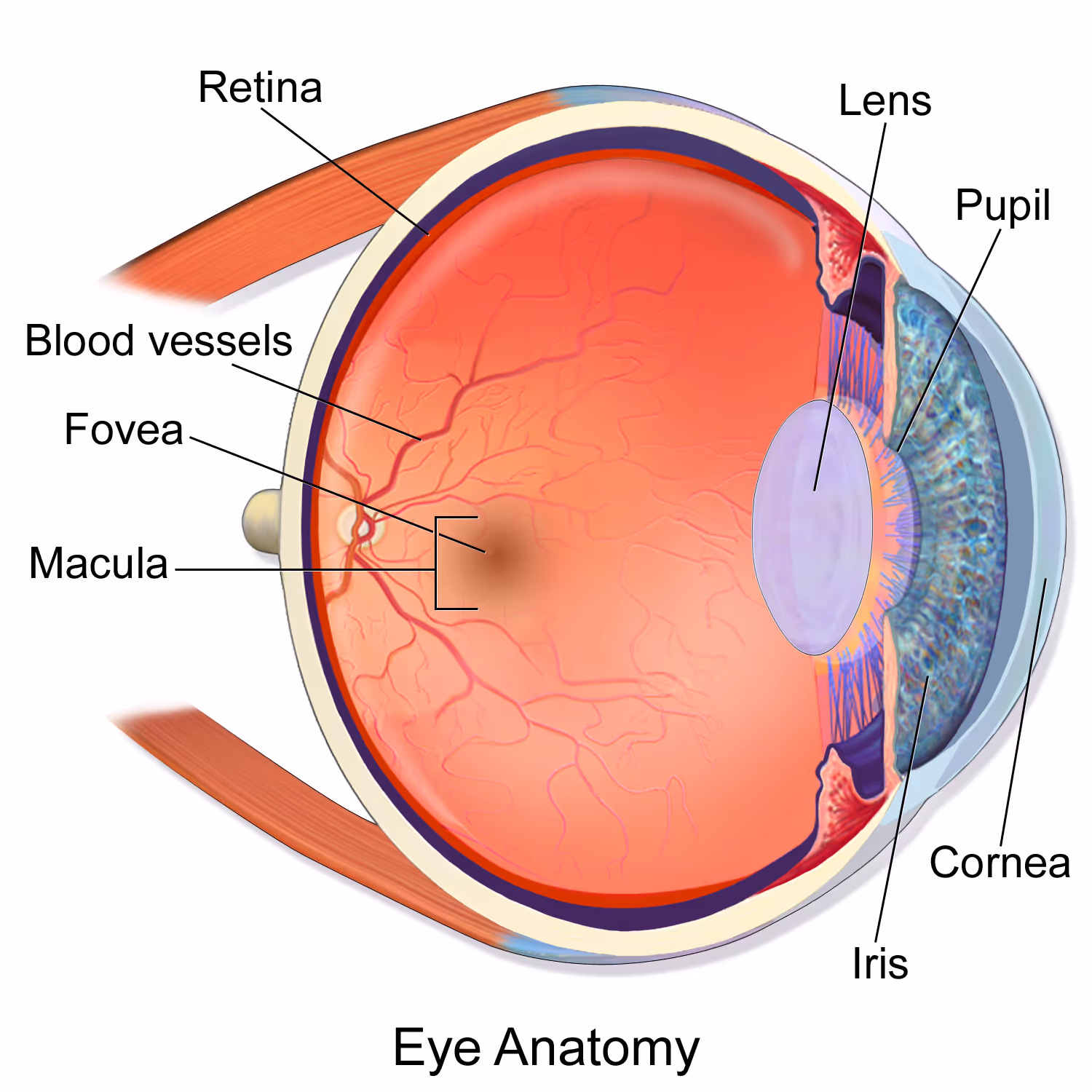 Ilustração anatômica em corte do globo ocular humano mostrando retina, mácula, fóvea, nervo óptico, cristalino, córnea e íris